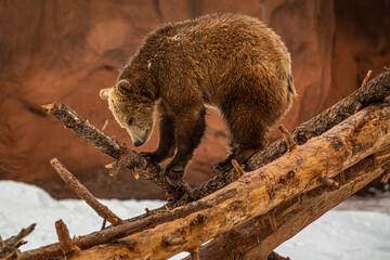 brown bear playing on a fallen tree