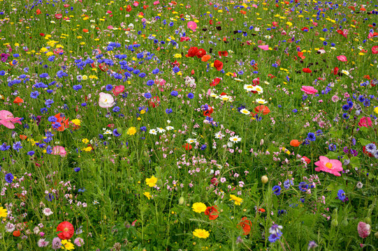 Insieme di  fiori di campo di diverse specie e  colori nel prato