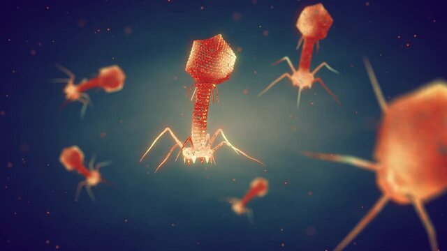 Animation of bacteriophages (bacterial viruses) . Bacteriophages or phages are viruses that only infect bacteria.	