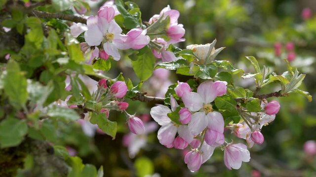 Apfelbl&uuml;ten im Fr&uuml;hling, Bayern, Deutschland