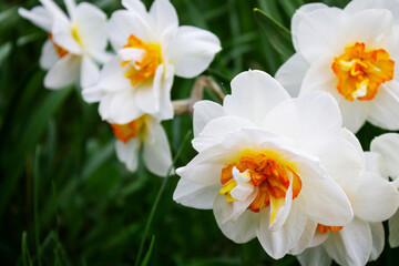 Naklejka na ściany i meble Beautiful daffodils spring in the garden close-up.