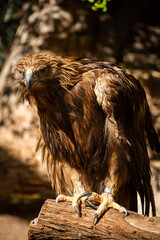 portrait of a eagle