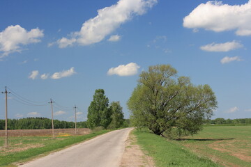 Fototapeta na wymiar Old tree by the road against the blue spring sky