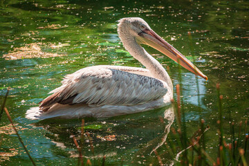 pelican on the water