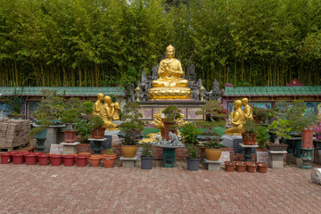 Statue of the representation of Buddha Shakyamuni with several bonsai pots of the Vietnamese Buddhist temple in Sainte-Foy-lès-Lyon France