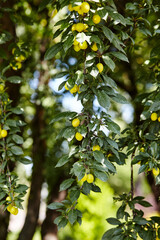 Cherry plum fruits on a tree branch. Ripe fruit among the green leaves in the summer garden in rays of sunlight in nature