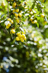 Cherry plum fruits on a tree branch. Ripe fruit among the green leaves in the summer garden in rays of sunlight in nature