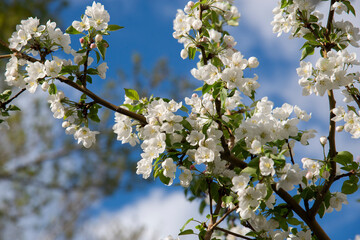 A branch of an apple tree with white flowers on a blue sky background. Blooming apple trees. The concept of spring.Natural background