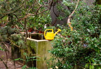 garden tools. yellow garden watering can. beautiful botanical garden. beautiful green plants. greenery around.