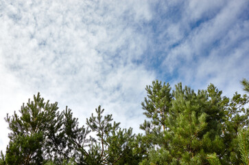 Fototapeta premium Forest against the sky. Pine trees against a blue sky with clouds on a sunny day