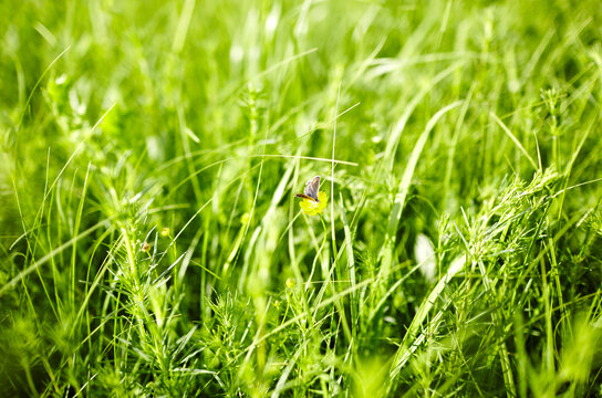 Fresh green grass, butterfly on flower in summer morning in rays of sunlight in nature. Landscape, colorful artistic image with a soft focus