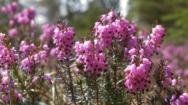  Bl&uuml;hende Winterheide (Erica carnea, Erica herbacea), Bayern, Deutschland