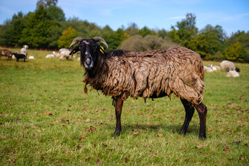 Sheep on pasture on Planina plain