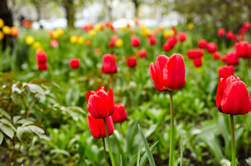 Beautiful tulip flowers blooming in a garden. Beauty tulip plant in the spring garden in rays of sunlight in nature. Blur background with bokeh image, selective focus