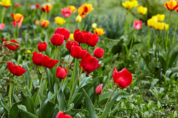 Obraz premium Beautiful tulip flowers blooming in a garden. Beauty tulip plant in the spring garden in rays of sunlight in nature. Blur background with bokeh image, selective focus