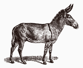 Fototapeta premium Critically endangered African wild ass equus africanus in profile view, after antique engraving from 19th century