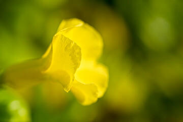 Fototapeta premium Close-up localized fire (Tecoma Stans), or yellow trumpet flower, a climbing plant that blooms in spring, a shrub native to the American continent. 
