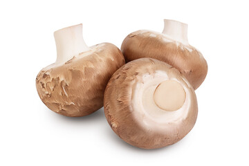 Royal Brown champignon isolated on white background with clipping path and full depth of field