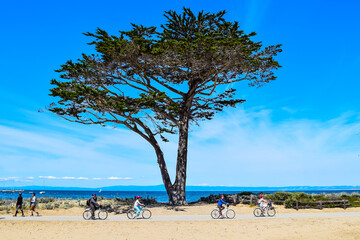 Bike riders and walkers enjoy an active lifestyle and Cypress Tree (Cupressus macrocarpa) on  the Monterey Bay Coastal Trail on clear day on the central coast of California. - obrazy, fototapety, plakaty