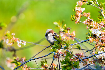 Sparrow relaxing on a cherry tree