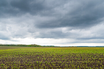 Fototapeta na wymiar Corn field. Young shoots in a cornfield. Panorama in cloudy rainy weather. Storm clouds over the field.