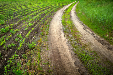 Fototapeta na wymiar Off-road. Dirty wet dirt road in a corn field. Tire tracks. Rut on a muddy road. Wheel tracks on the clay.