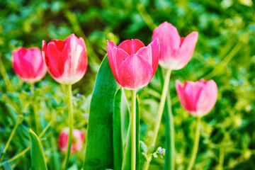 Pink tulips growing on the lawn in front of a blurred background