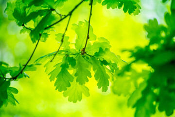 Fototapeta na wymiar Beautiful, bright, fresh oak leaves in an early summer. Forest scenery of Northern Europe.