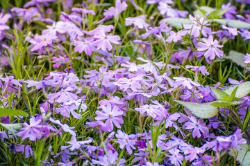 Background of violet flowers Aubrieta (Aubretia deltoidea).