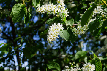 Blossoming cherry in the spring close-up. A cherry tree against a blue sky.