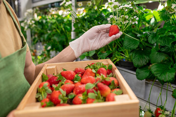 Vertical farm worker with box of strawberries picking up another ripe berry