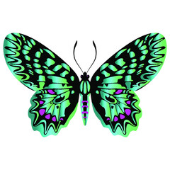 Beautiful delicate air butterfly of green color.Vector graphics on a white background.