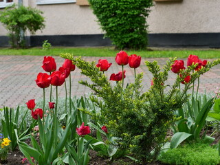 tulips in the garden