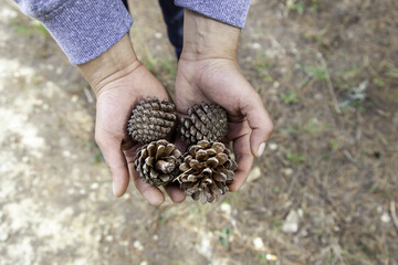 Pine cones in hands