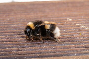 Thick bumblebee on brown wooden planks