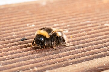 Thick bumblebee on brown wooden planks