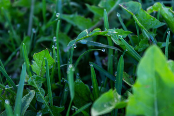 Fototapeta premium Morning dew on the green grass close-up. Early summer morning.