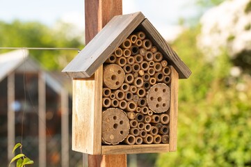Wild bees nesting in a wooden insect hotel