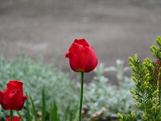 Obraz premium red poppy flower