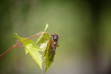 Brood-X 17 Year Periodic Cicada perched on a leaf against a bokeh green background