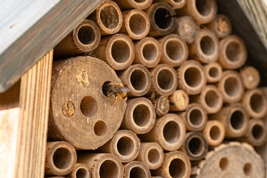Wild bees nesting in a wooden insect hotel