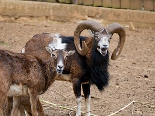 mouflon in a small zoo
