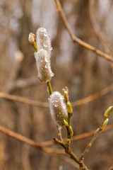 natural landscape in early spring the budding willow buds are covered with raindrops