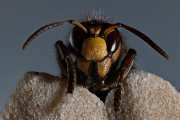 European hornet