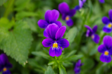 Beautiful blue flowers in the garden close-up. Summer, spring.