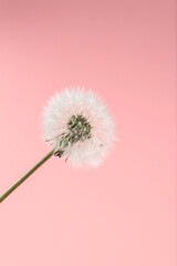 White fluffy dandelion flower on a pink background.