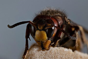 European hornet