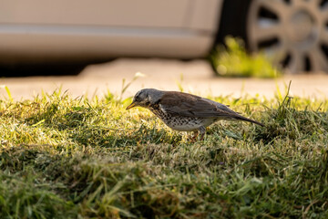 Fototapeta premium Fieldfare, a species of Thrushes Turdidae bird looking for worm in the grass. Turdus pilaris on the grass in a morning sunshine