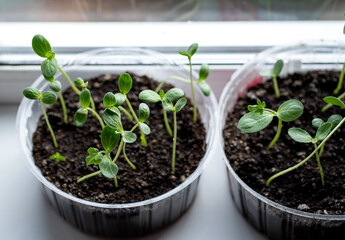 Seedling watermelon in a plastic container on the windowsill