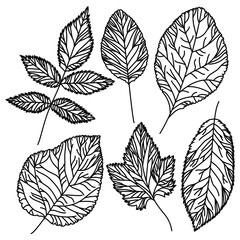set of leaves